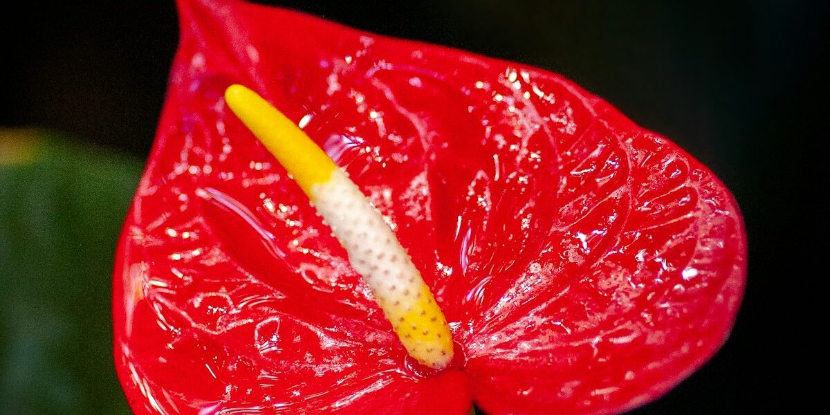 UV-C Air Treatment: Does It Actually Kill Germs or Just Marketing Hype?